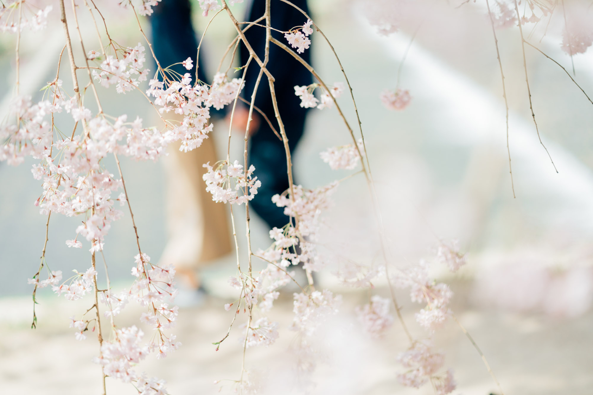 京都での桜前撮りロケーション撮影出張カメラマン
