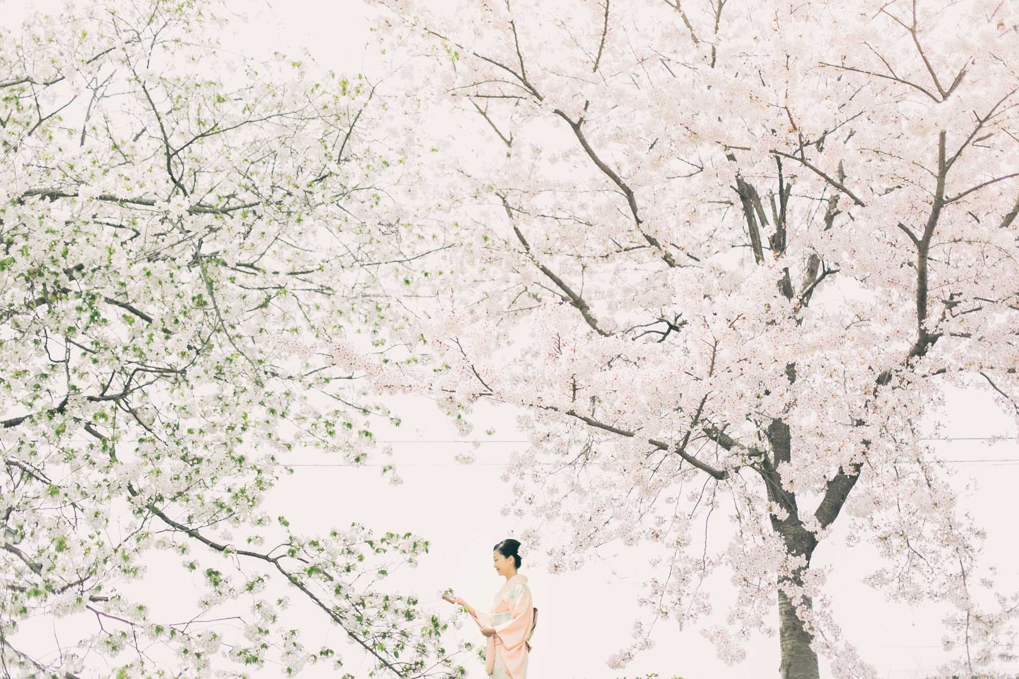 japanprewedding  japanphotographer japanweddingphotographer weddingphotographer kyotophotographer kyotoprewedding kyotoweddingphotographer kyotofamilyphoto kyotocouplephotoengagementphoto kyotoengagementphoto