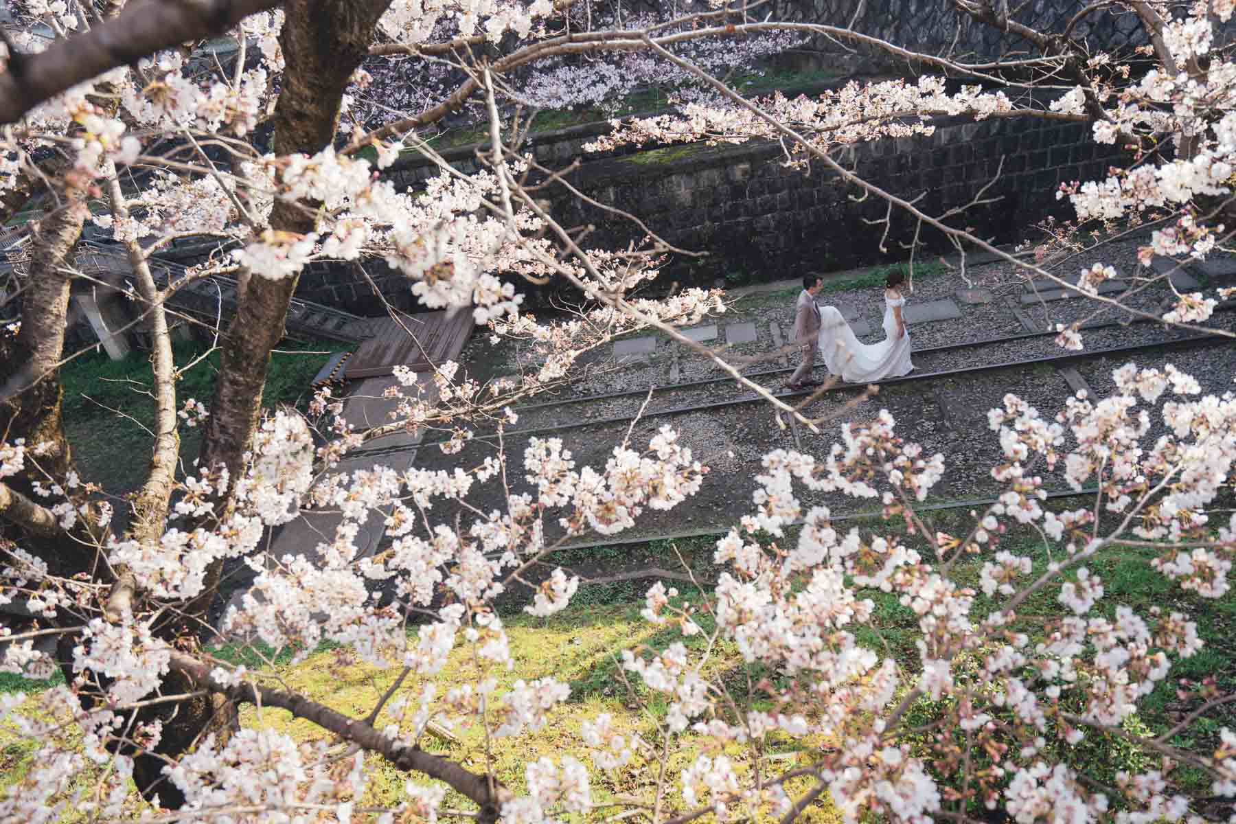京都桜ロケーションフォト前撮り写真撮影カメラマン