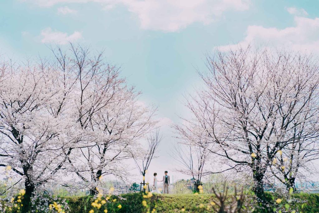 Kyoto Cherry Blossom Pre Wedding